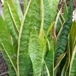 Sansevieria trifasciata Habitus