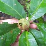 Alibertia edulis Fruit