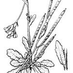 Arabis scabra Alia