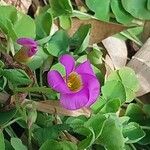 Oxalis depressa