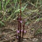 Striga gesnerioides Buveinė