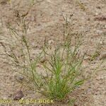 Eragrostis pectinacea Habitus