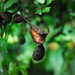 Cynometra mannii Frucht