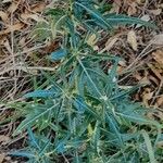 Xanthium spinosum Habit