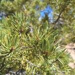 Pinus edulis Hoja