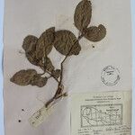 Terminalia anogeissiana Sonstige