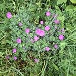 Geranium sanguineumBlodyn