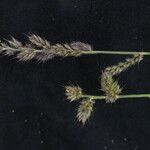 Himalayacalamus hookerianus Plante entière