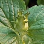 Coleus caninus Flower