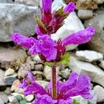 Betonica macrantha Fleur