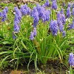 Muscari armeniacum Fulla