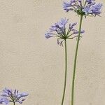 Agapanthus africanus Flower