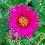 Symphyotrichum novae-angliae Blüte