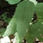 Campanula trachelium Fuelha