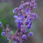 Trichostema parishii Flower