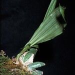Paphinia cristata 花