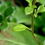 Malcolmia maritima ഇല