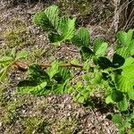 Rubus ellipticus Leaf