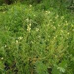 Sisymbrium altissimum Habit