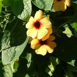 Thunbergia alataBlomst