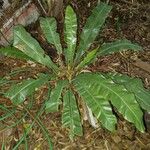 Asplenium nidus List