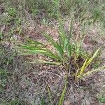 Dianella ensifolia Hàbitat