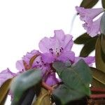 Rhododendron × geraldii Flower