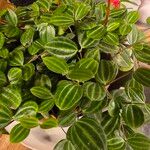Peperomia quadrangularis Hoja