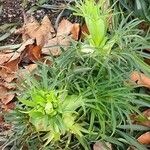 Helleborus foetidus Blad