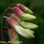 Lathyrus ochraceus Fruct