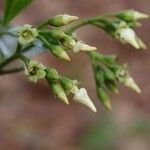Voacanga africana Blomma