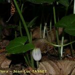 Arisarum proboscideum Kwiat