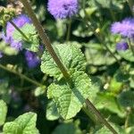 Ageratum houstonianum Лист