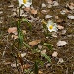 Cistus inflatus ശീലം