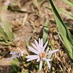 Symphyotrichum laeve Цвят