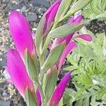 Gladiolus illyricus Kvet