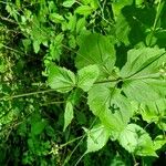 Phryma leptostachya Leaf