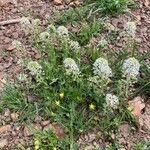 Lepidium hirtum Habitatea