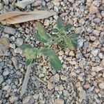 Chenopodium vulvaria Leaf