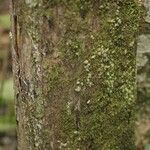 Duroia longiflora Bark