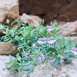 Chaenorhinum origanifolium Blomma