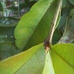 Qualea parviflora 葉