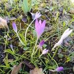 Colchicum cupanii Kvet