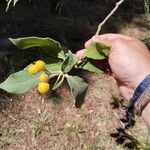 Solanum mauritianum Ffrwyth