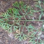 Cyclospermum leptophyllum Blatt