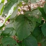 Clerodendrum infortunatum Blad