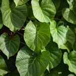 Ipomoea violacea Leaf