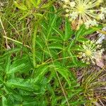 Aralia hispida Folha