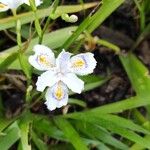 Iris japonicaFlower