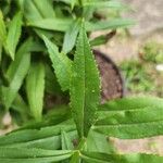 Physostegia virginianaLeaf